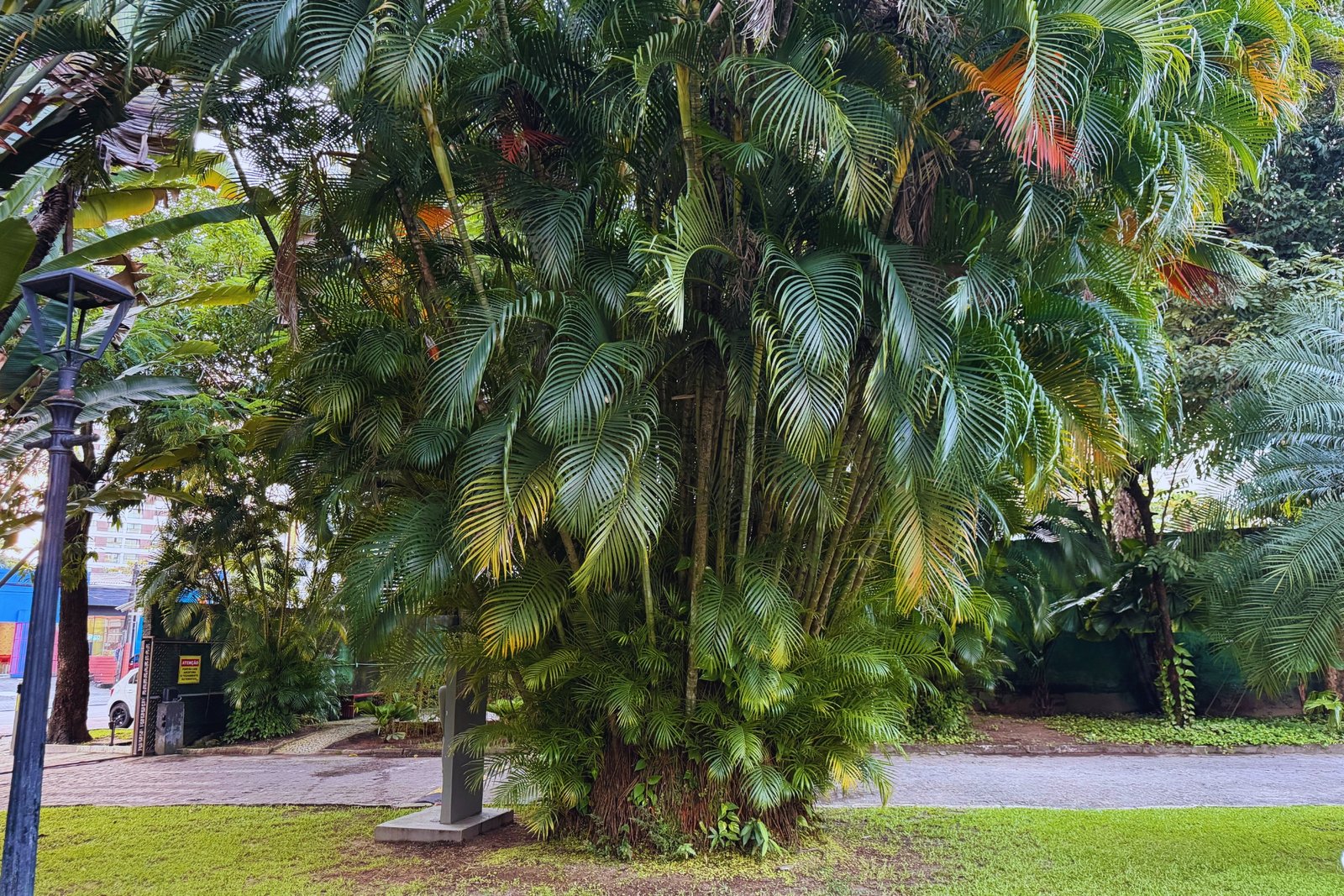 Vegetação exuberante na área comum do condomínio, Casa Forte, Recife